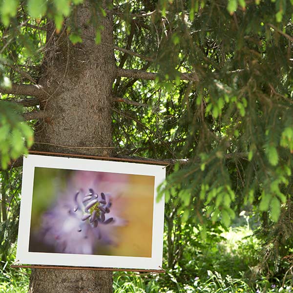 l'exposition “Apparaissance” au 3ème Festival International de photo de montagne et de nature, Pralognan-la-Vanoise